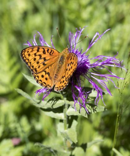 Argynnis adippe